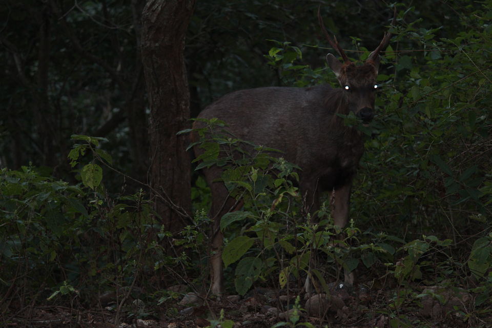 Photo of Jim Corbett: Nature's Treat by KAPIL KUMAR