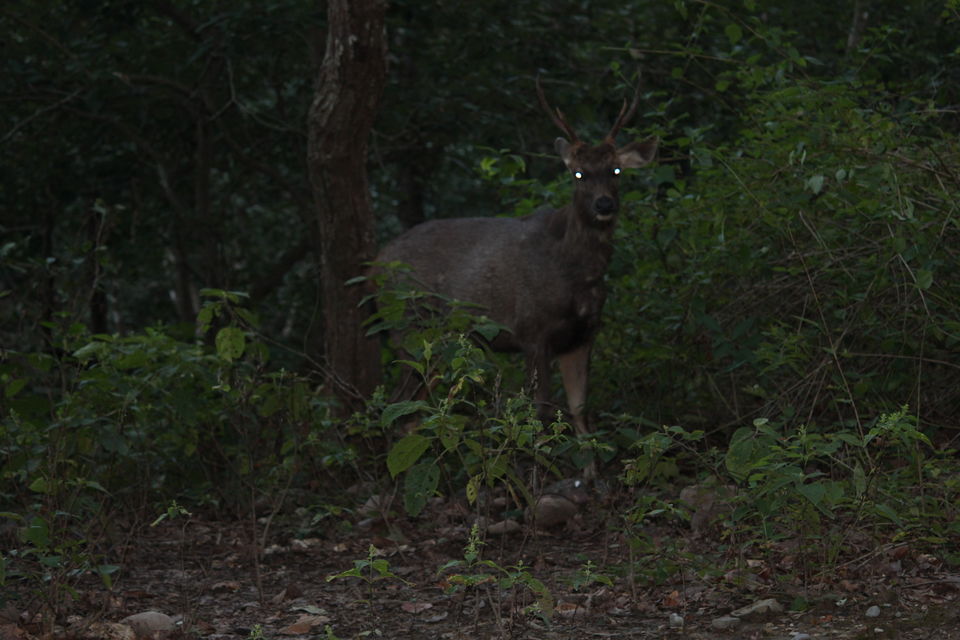 Photo of Jim Corbett: Nature's Treat by KAPIL KUMAR