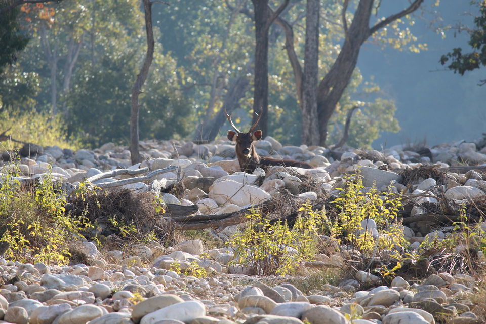 Photo of Jim Corbett: Nature's Treat by KAPIL KUMAR