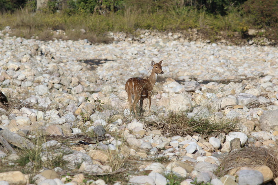 Photo of Jim Corbett: Nature's Treat by KAPIL KUMAR