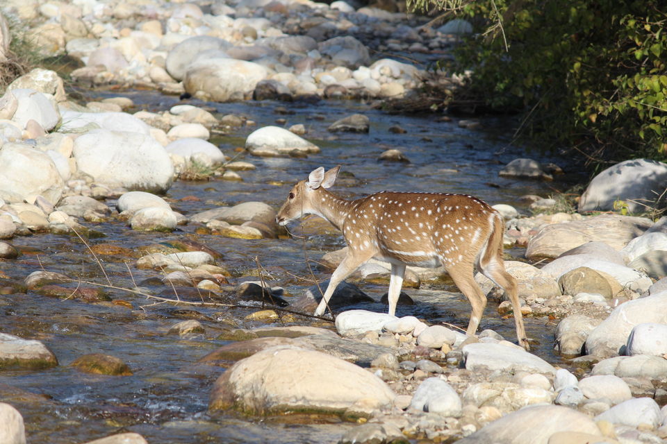 Photo of Jim Corbett: Nature's Treat by KAPIL KUMAR