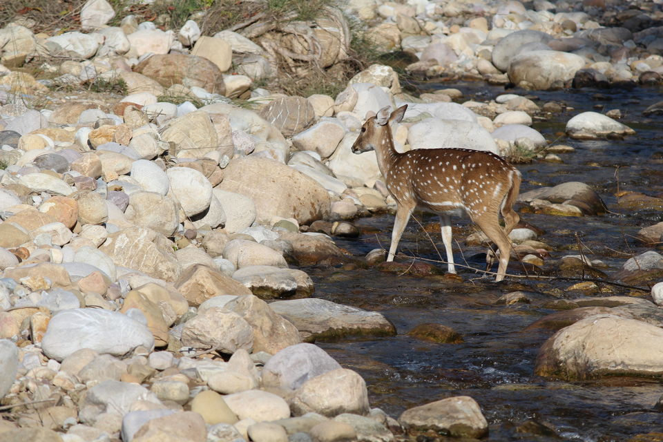 Photo of Jim Corbett: Nature's Treat by KAPIL KUMAR