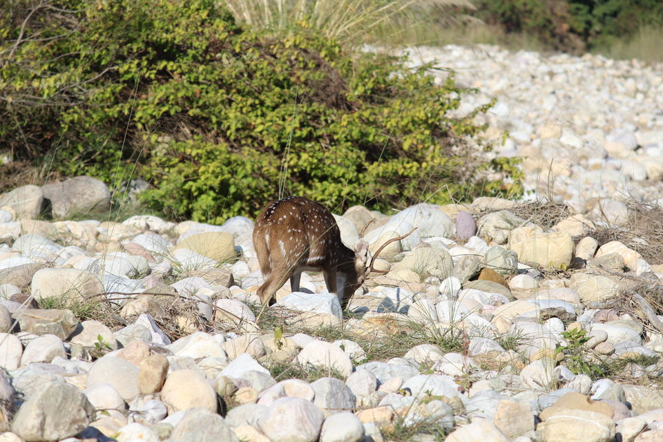 Photo of Jim Corbett: Nature's Treat by KAPIL KUMAR
