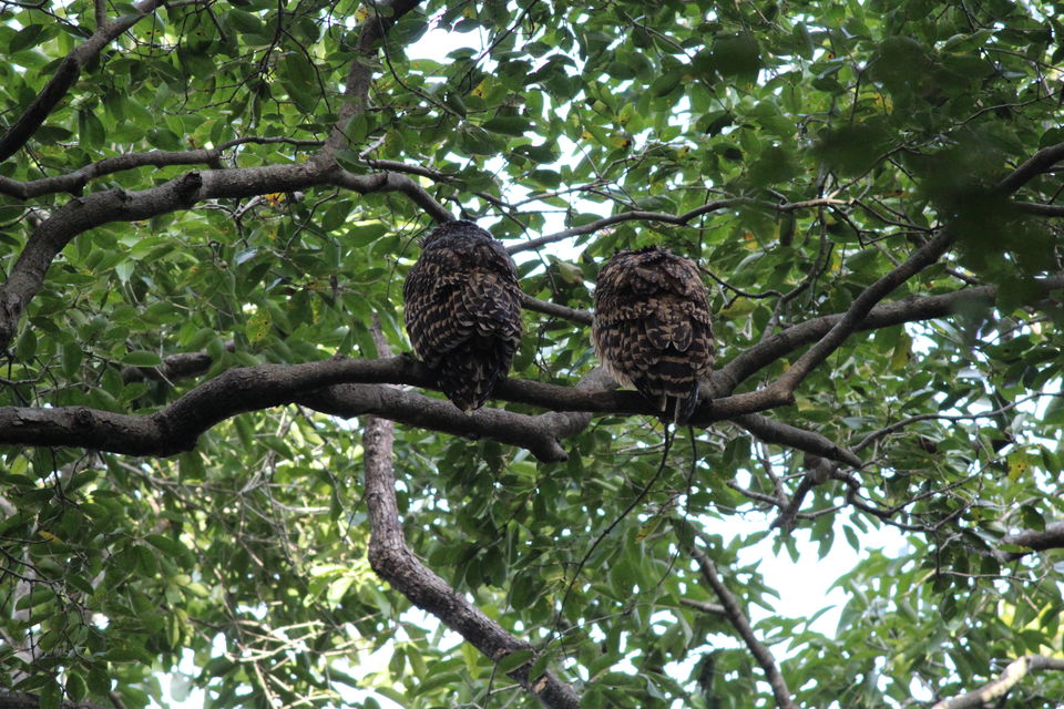 Photo of Jim Corbett: Nature's Treat by KAPIL KUMAR