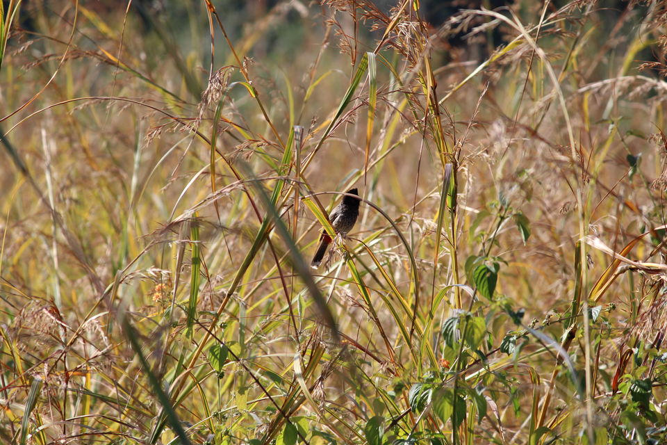 Photo of Jim Corbett: Nature's Treat by KAPIL KUMAR