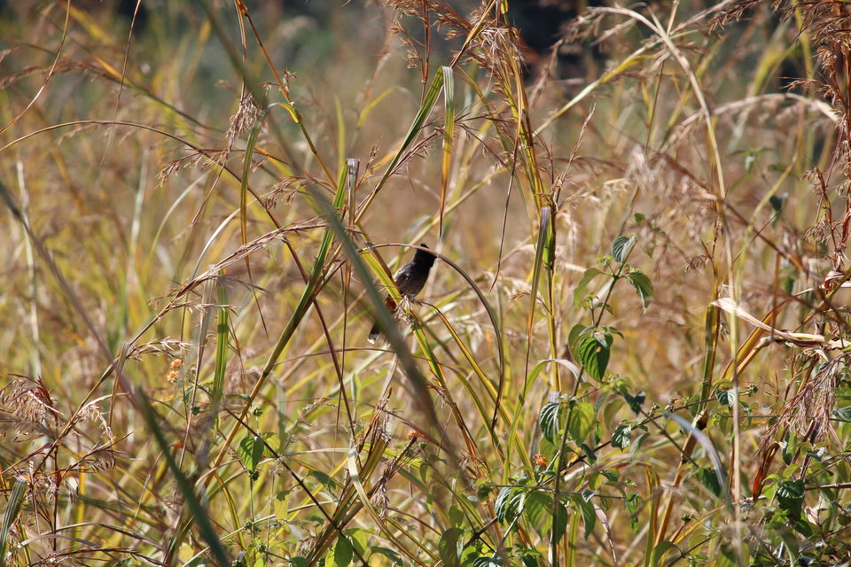 Photo of Jim Corbett: Nature's Treat by KAPIL KUMAR