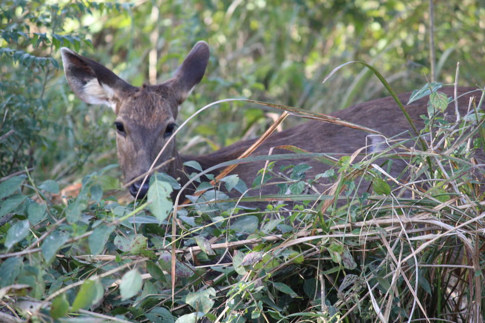 Photo of Jim Corbett: Nature's Treat by KAPIL KUMAR