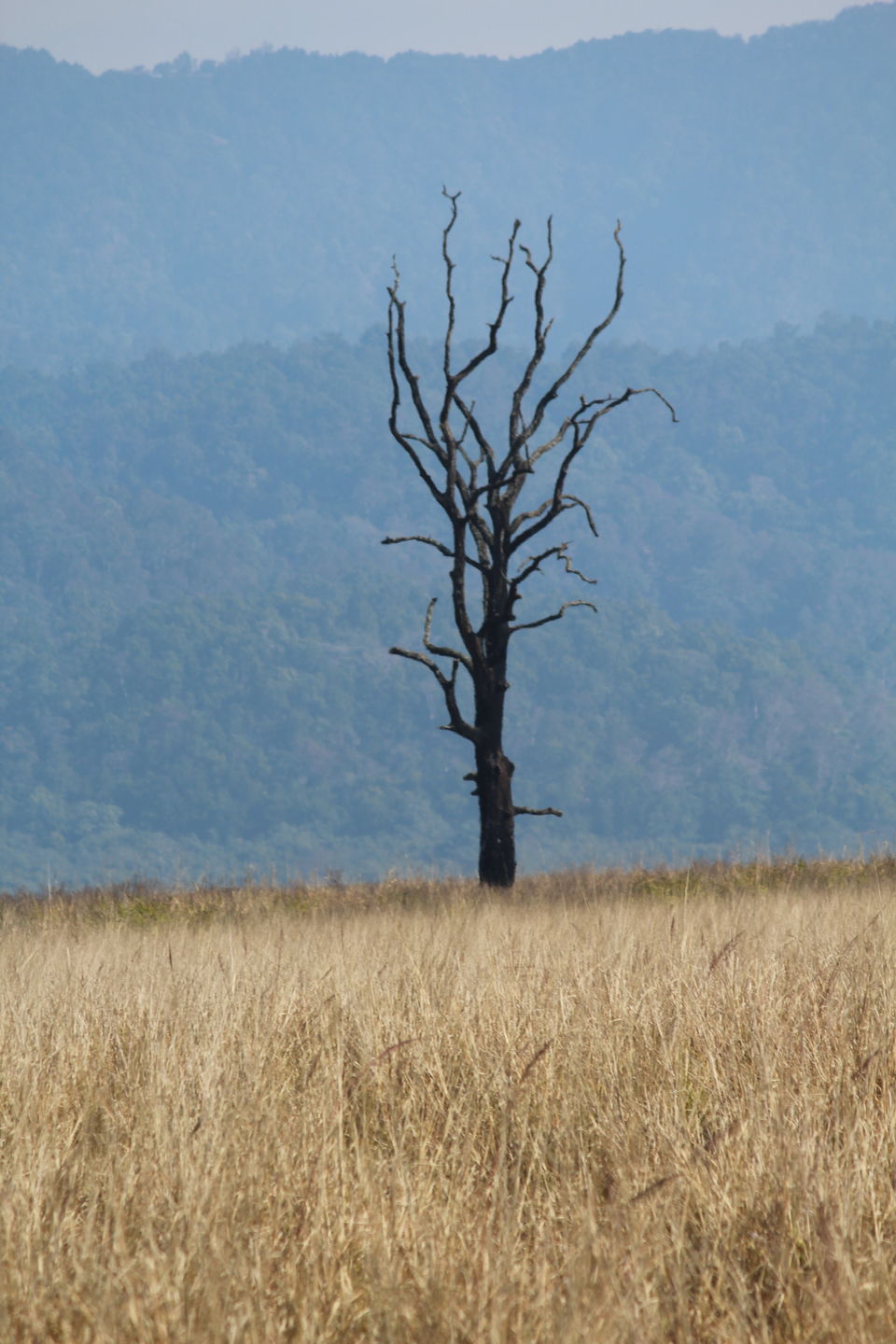 Photo of Jim Corbett: Nature's Treat by KAPIL KUMAR