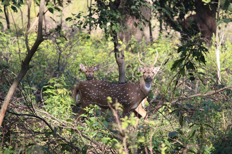Photo of Jim Corbett: Nature's Treat by KAPIL KUMAR