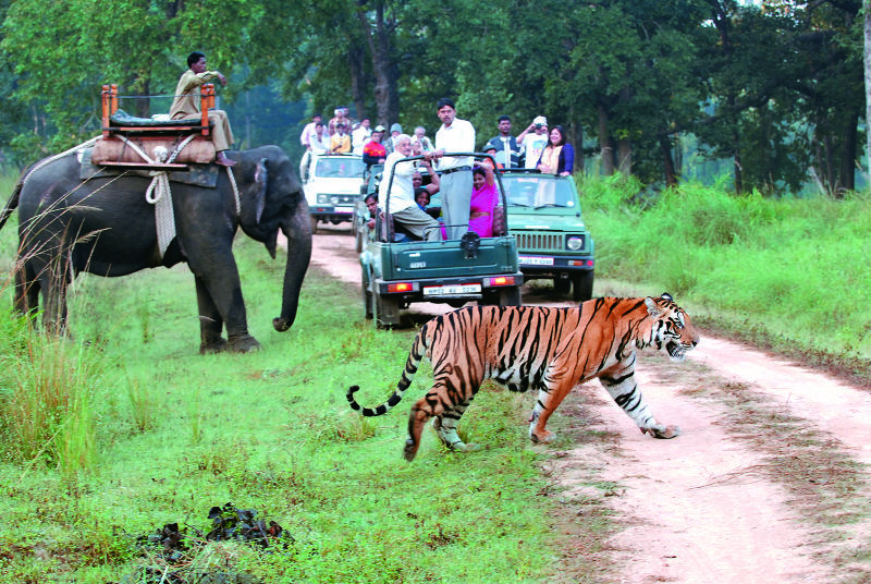 Photo of Jim Corbett National Park: A wildlife haven of exquisite species of Fauna 1/1 by Jim's Jungle Retreat