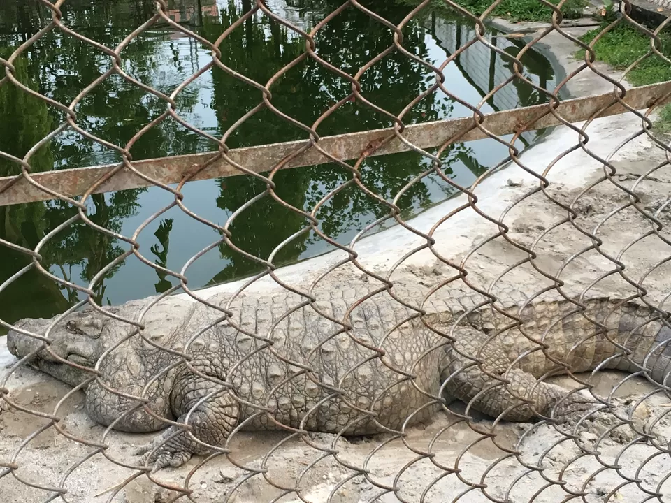 Photo of Crocodile Zoo, Norgay lam, Phuentsholing, Bhutan by Rittika