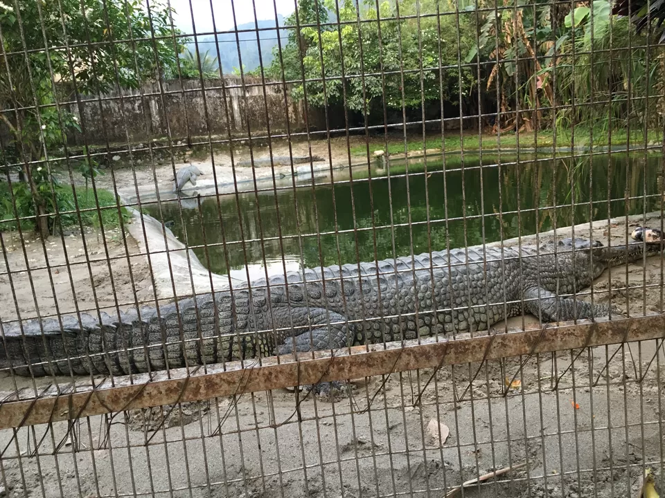 Photo of Crocodile Zoo, Norgay lam, Phuentsholing, Bhutan by Rittika