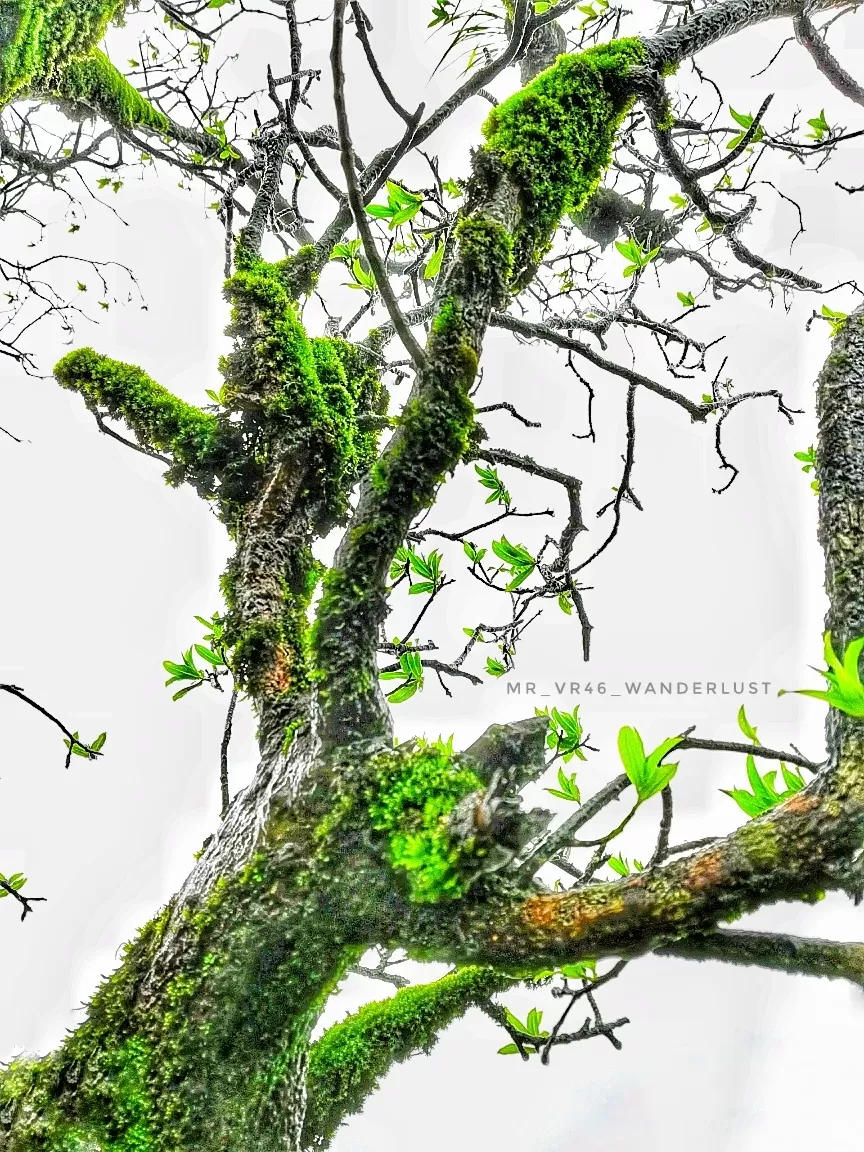 Photo of Kodachadri, Valur, Karnataka by Basavaraj Arali