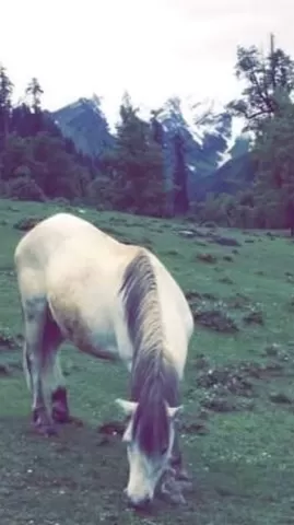 Photo of Solang Valley, Burwa, Himachal Pradesh, India by Disha Dhingra
