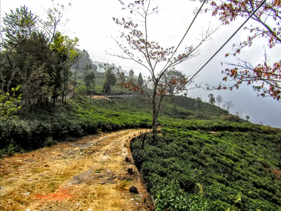 Photo of Peshok Tea Garden by Wan-doc-rer
