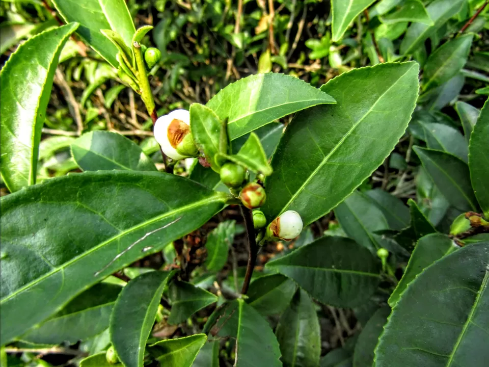 Photo of Peshok Tea Garden by Wan-doc-rer