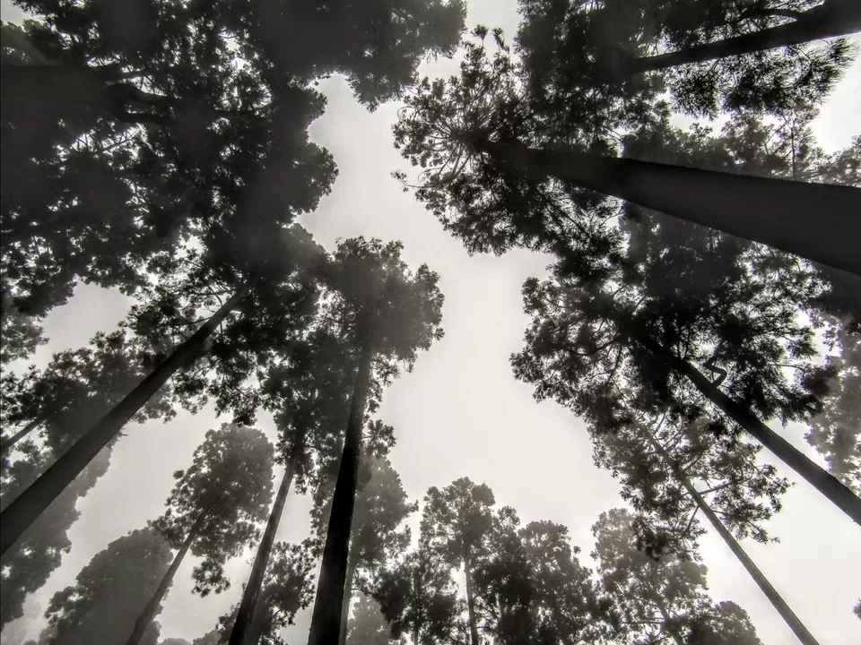 Photo of Lamahatta Eco Park by Wan-doc-rer