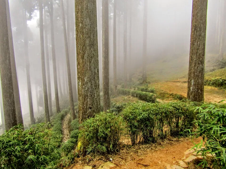 Photo of Lamahatta Eco Park by Wan-doc-rer