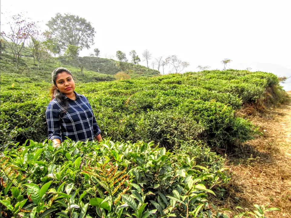 Photo of Peshok Tea Garden by Wan-doc-rer