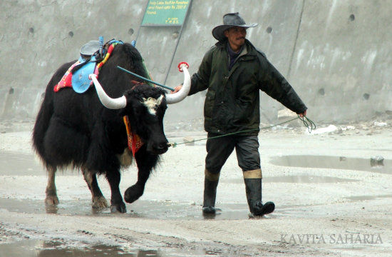 Photo of Spectacular GANGTOK 5/6 by devarajan