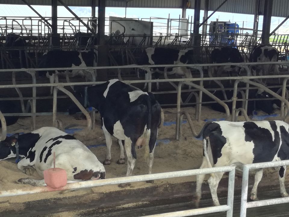Photo of Desa Cattle Dairy Farm, Kundasang, Sabah, Malaysia by PriyaYorindren