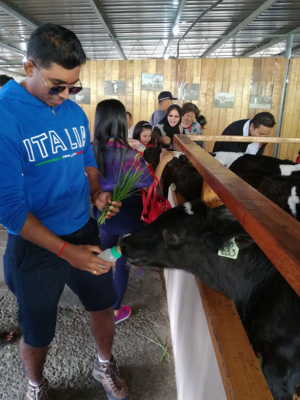 Photo of Desa Cattle Dairy Farm, Kundasang, Sabah, Malaysia by PriyaYorindren