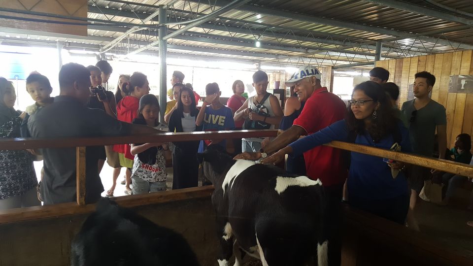 Photo of Desa Cattle Dairy Farm, Kundasang, Sabah, Malaysia by PriyaYorindren