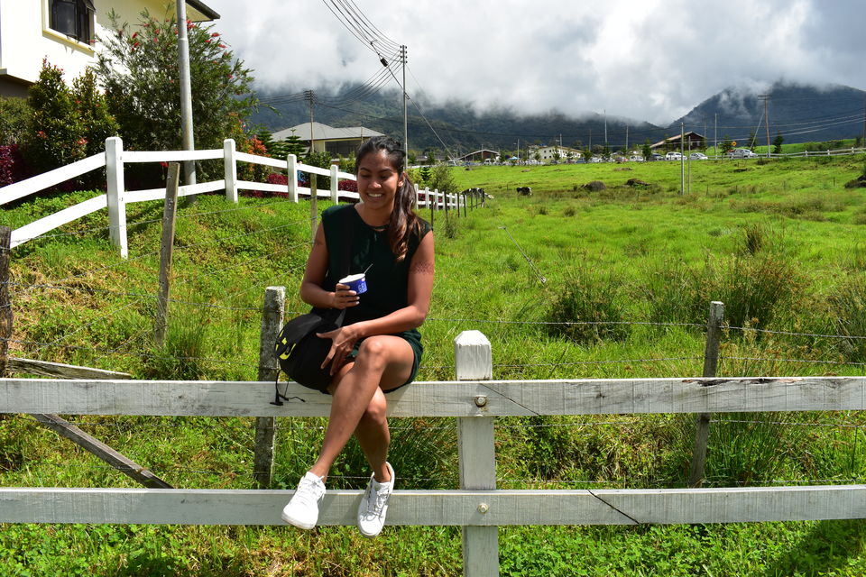 Photo of Desa Cattle Dairy Farm, Kundasang, Sabah, Malaysia by PriyaYorindren