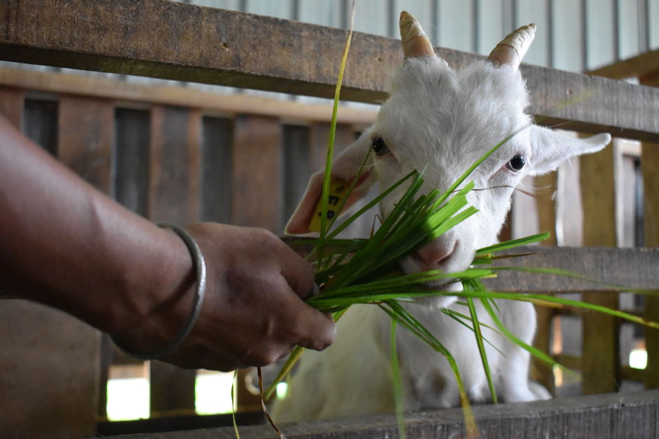Photo of Desa Cattle Dairy Farm, Kundasang, Sabah, Malaysia by PriyaYorindren