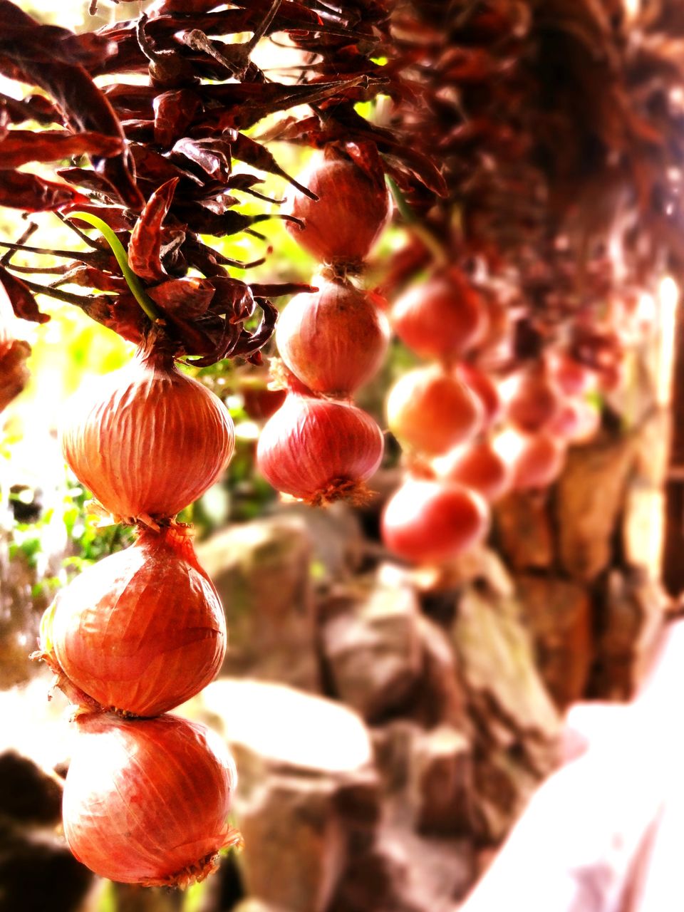 Photo of North East Diaries by Dhruv