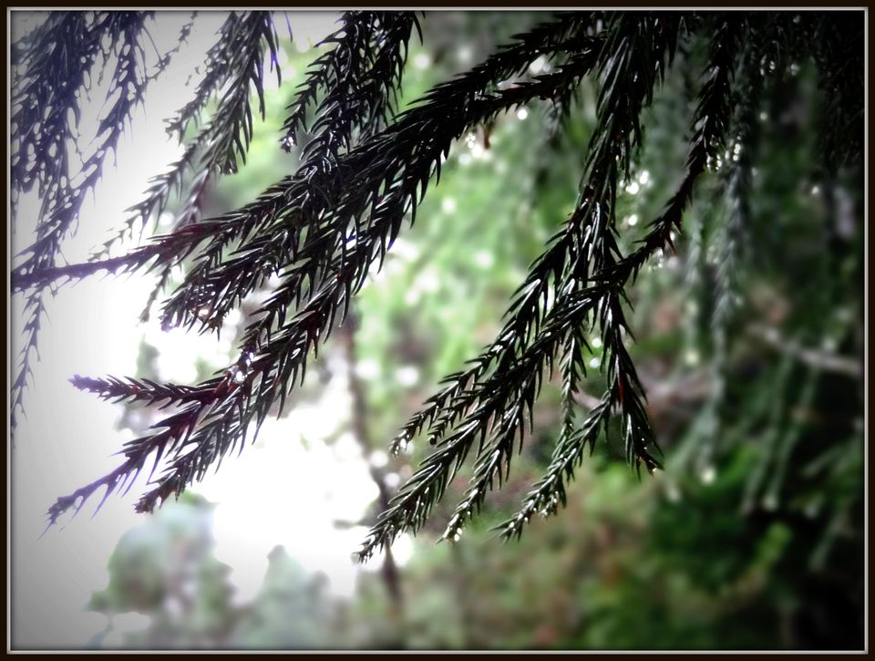 Photo of North East Diaries by Dhruv