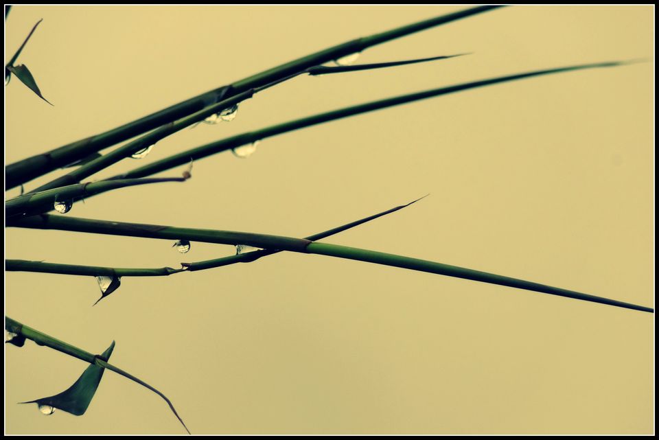 Photo of North East Diaries by Dhruv