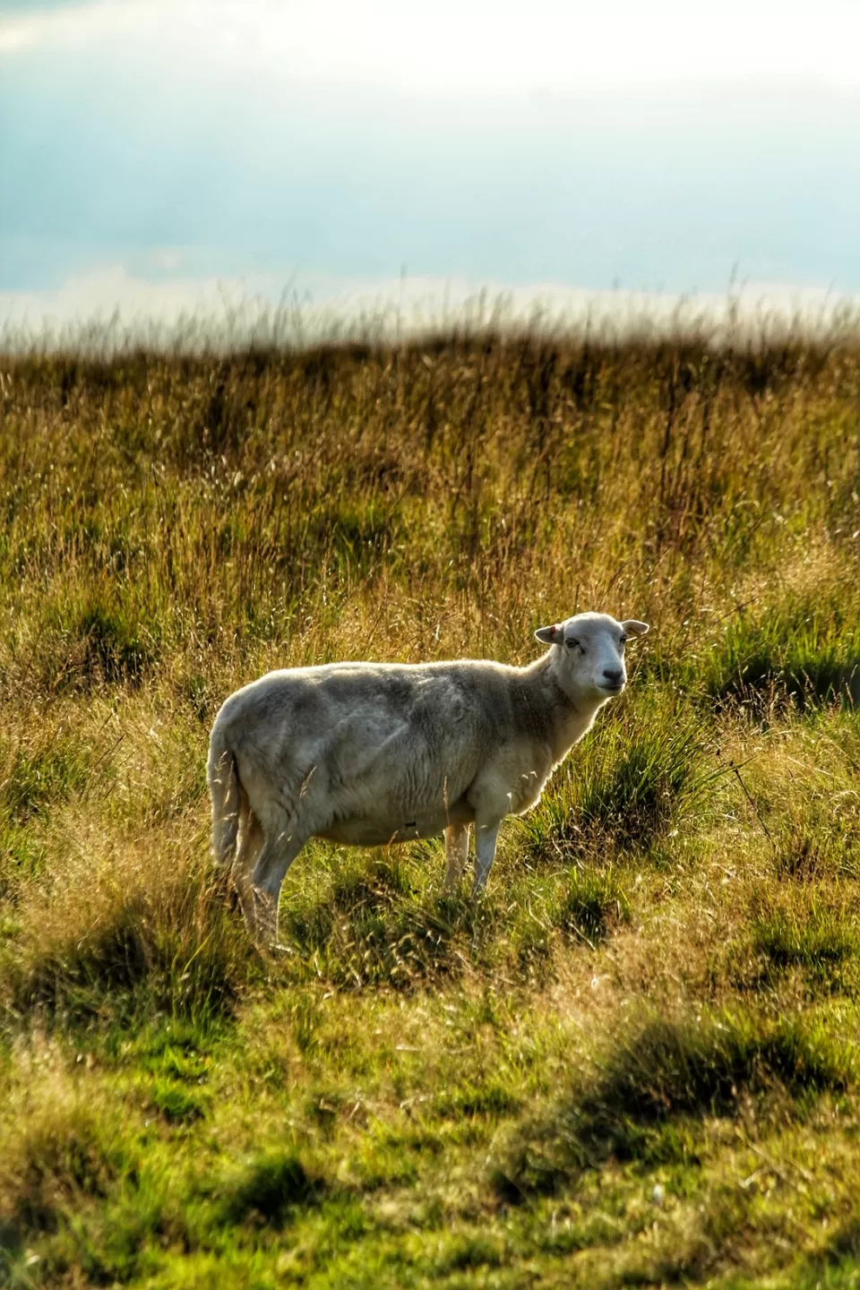 Photo of Snowdonia National Park by Meetu Varshney