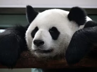Photo of Beijing Zoo, Beijing, China by Liv