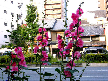 Photo of Japan: The 10 things I Miss and 1 Thing I Don't 21/54 by Liv