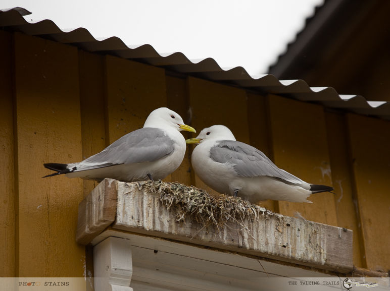 Photo of Lofoten Islands – A Complete Travel Guide by Kanika Kalia