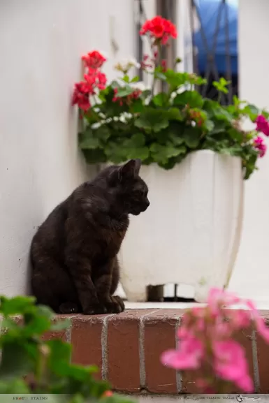 Photo of Isla de Capri, Metropolitan City of Naples, Italy by Kanika Kalia