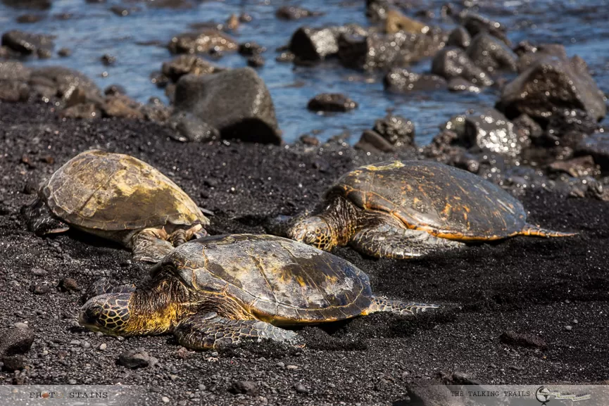 Photo of Punalu‘u Beach, Hawaii County, HI, United States by Kanika Kalia