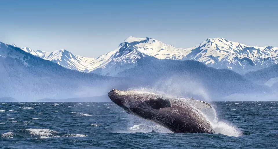 Photo of Alaska, United States by Kanika Kalia