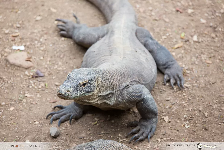 Photo of Komodo Island, Komodo, West Manggarai Regency, East Nusa Tenggara, Indonesia by Kanika Kalia