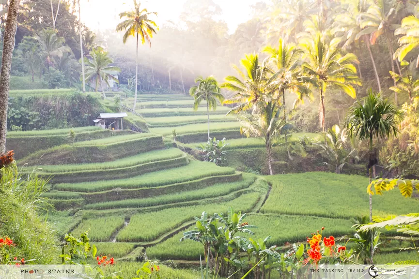 Photo of Tegallalang, Gianyar, Bali, Indonesia by Kanika Kalia