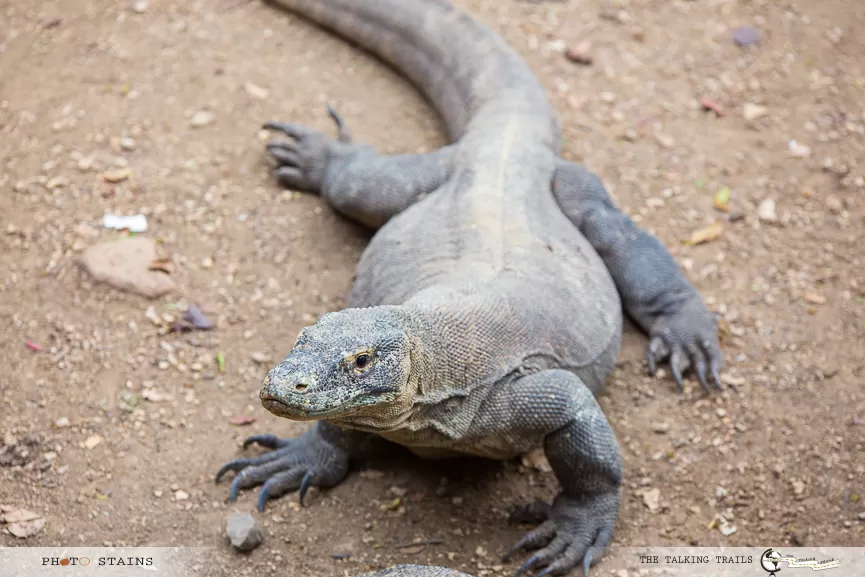 Photo of Rinca, Pasir Panjang, West Manggarai Regency, East Nusa Tenggara, Indonesia by Kanika Kalia