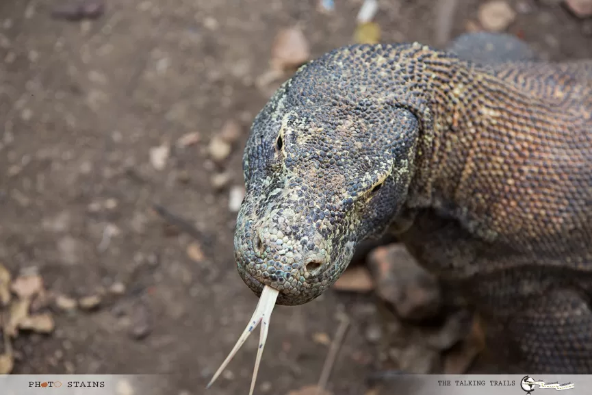 Photo of Rinca, Pasir Panjang, West Manggarai Regency, East Nusa Tenggara, Indonesia by Kanika Kalia