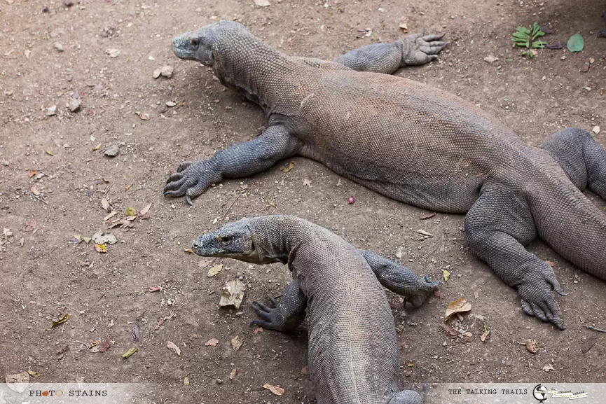 Photo of Komodo Island, Komodo, West Manggarai Regency, East Nusa Tenggara, Indonesia by Kanika Kalia