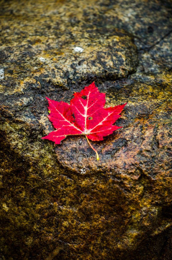 Photo of BEST FALL FOLIAGE DRIVES IN NEW ENGLAND 2/11 by Kanika Kalia