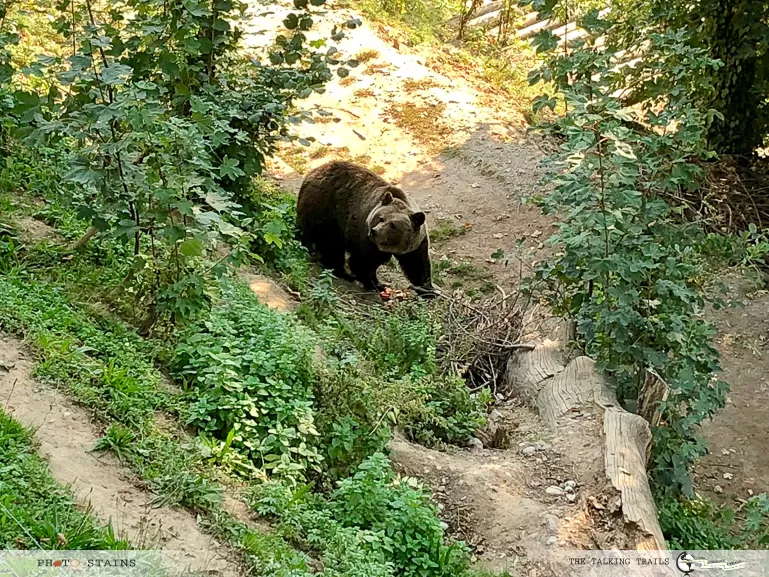 Photo of Bärenpark, Bern, Switzerland by Kanika Kalia