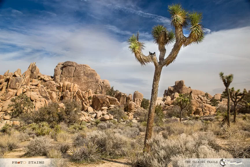 Photo of Joshua Tree, CA, USA by Kanika Kalia