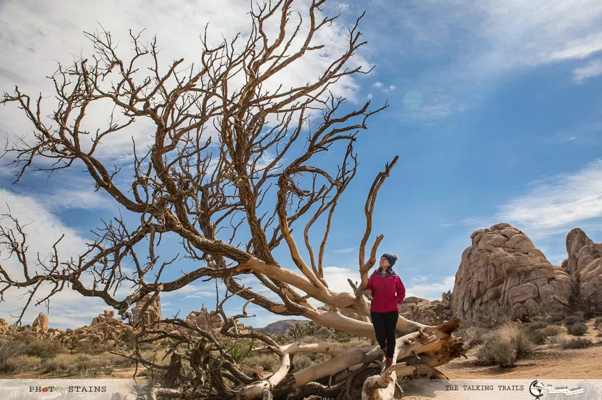 Photo of Joshua Tree, CA, USA by Kanika Kalia