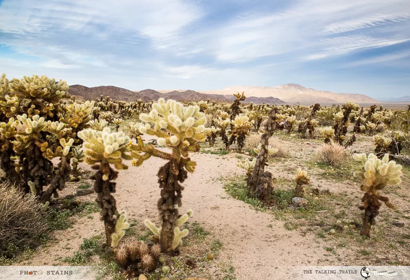 Photo of Cholla Cactus Garden, California, USA by Kanika Kalia