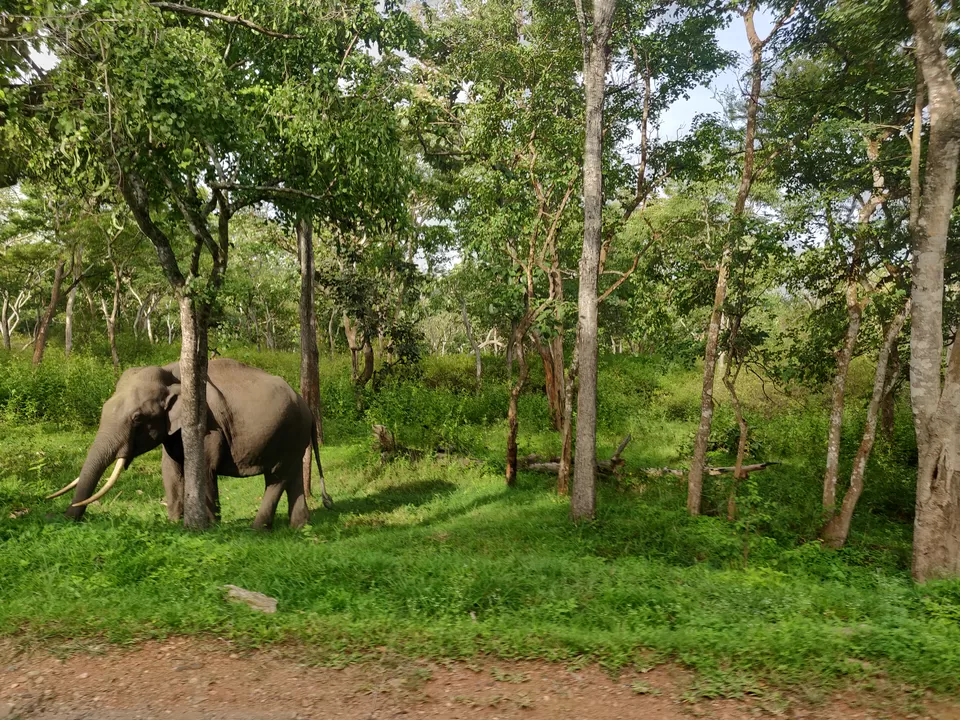 Photo of Bandipur National Park, Bandipur, Karnataka, India by nithinpn86